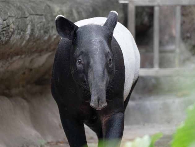 STARLUX Airlines Joins Malayan Tapir Conservation Program, Escorting Rimuru on His Relocation Journey to Singapore